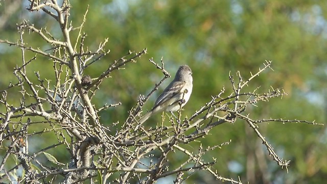 Southern Beardless-Tyrannulet - ML381331431