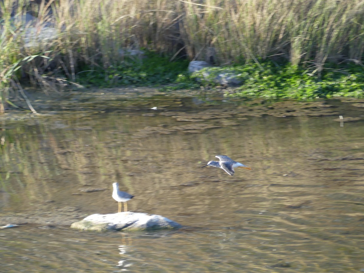 Lesser/Greater Yellowlegs - ML381332951