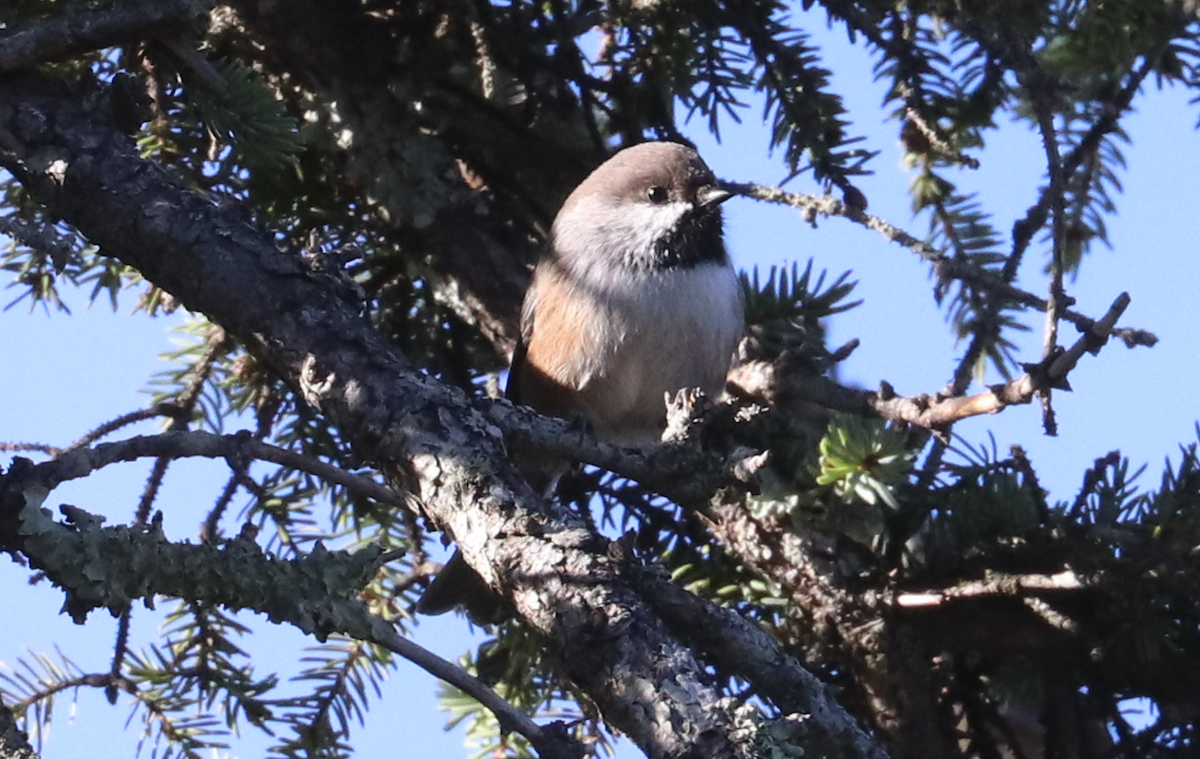 Boreal Chickadee - ML381333031