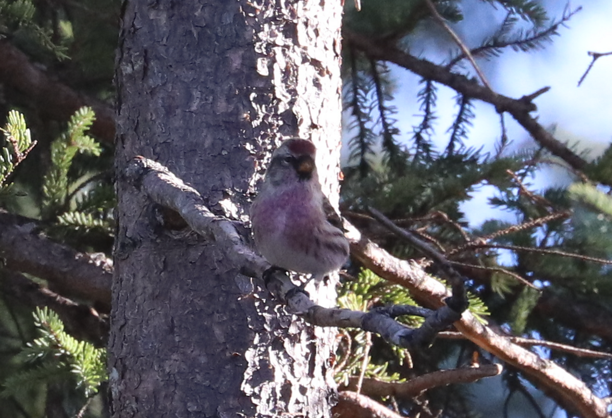 Common Redpoll - ML381333101