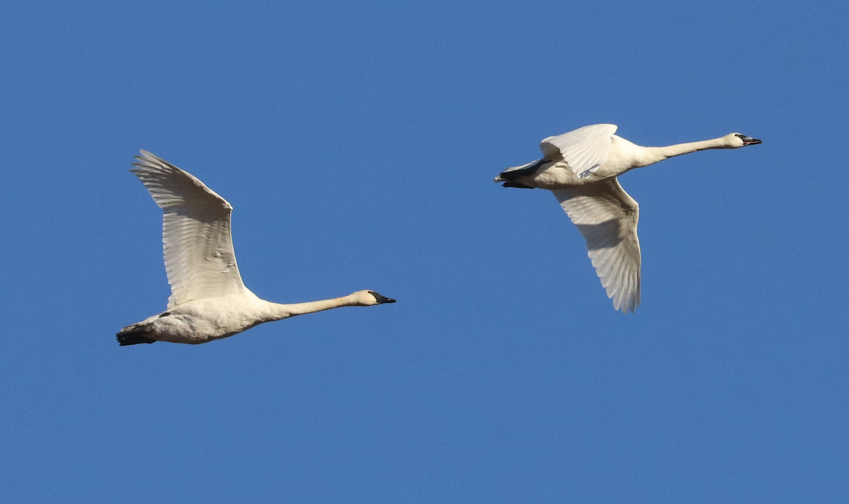 Trumpeter Swan - Aaron Hywarren