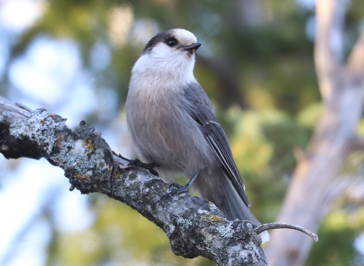 Canada Jay - ML381333171