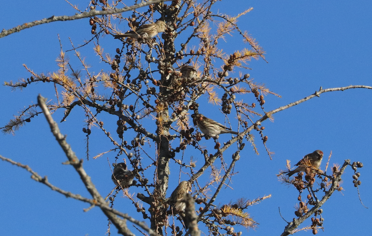 Common Redpoll - ML381333191