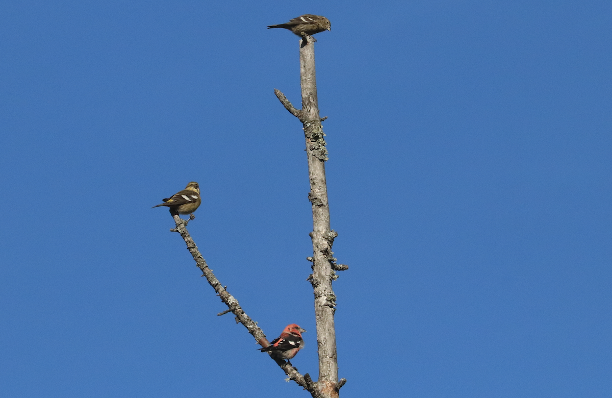 White-winged Crossbill - ML381333321