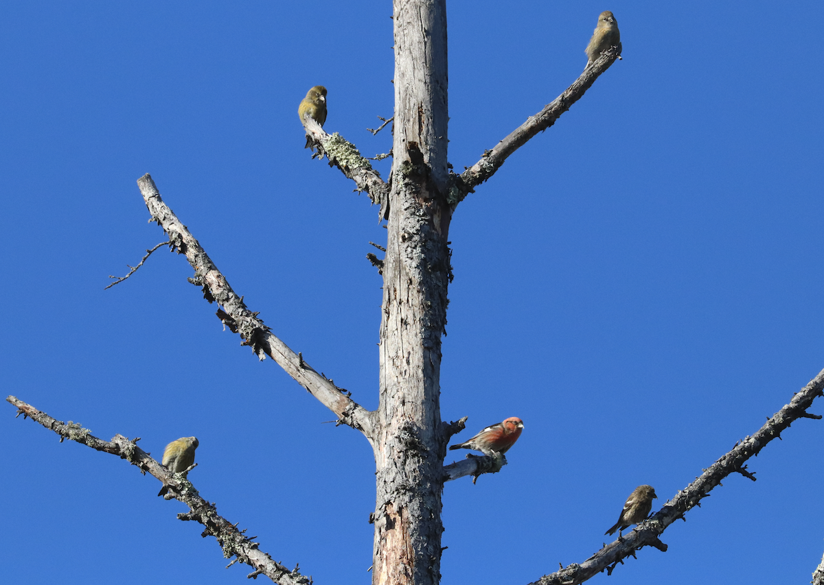 White-winged Crossbill - ML381333331