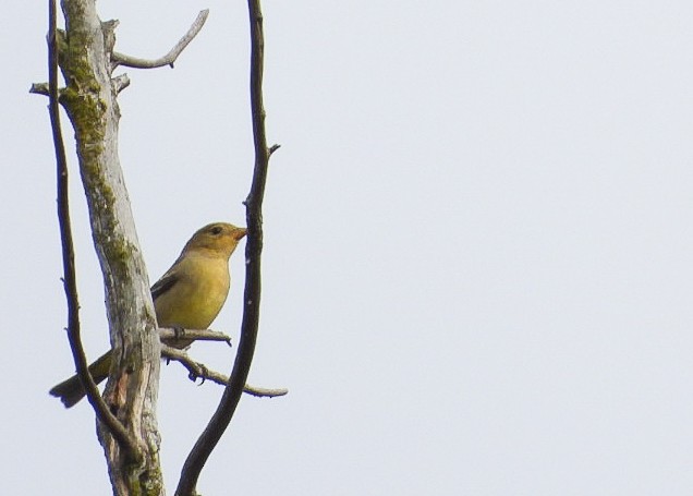 Western Tanager - ML381333511