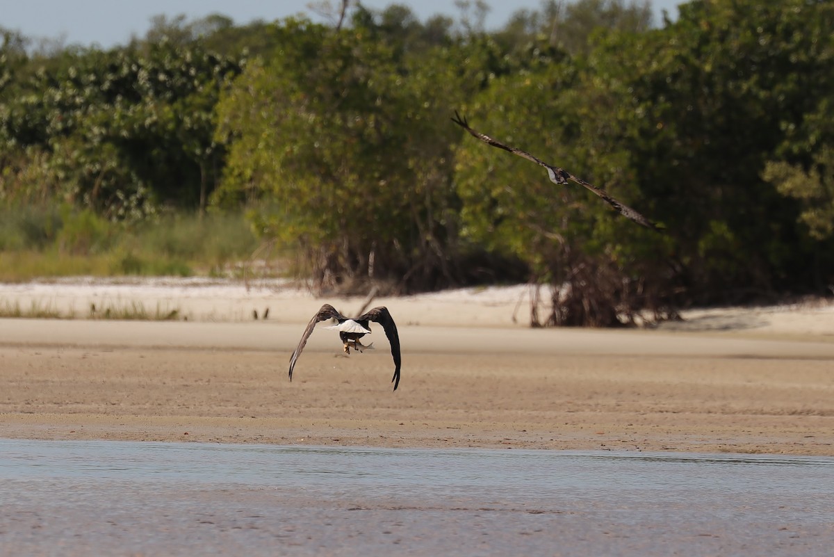 Bald Eagle - ML381335091