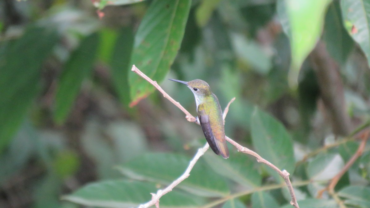 White-bellied Emerald - ML381335421