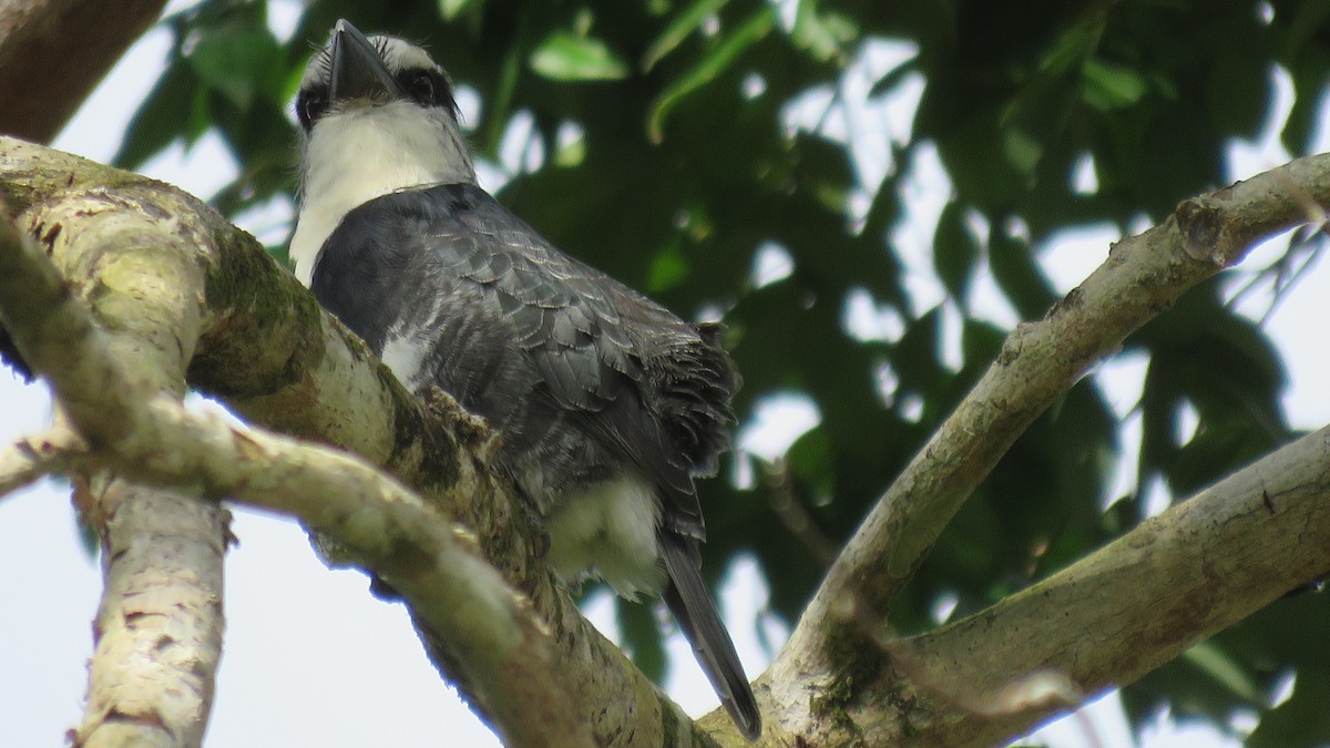 White-necked Puffbird - ML381335441