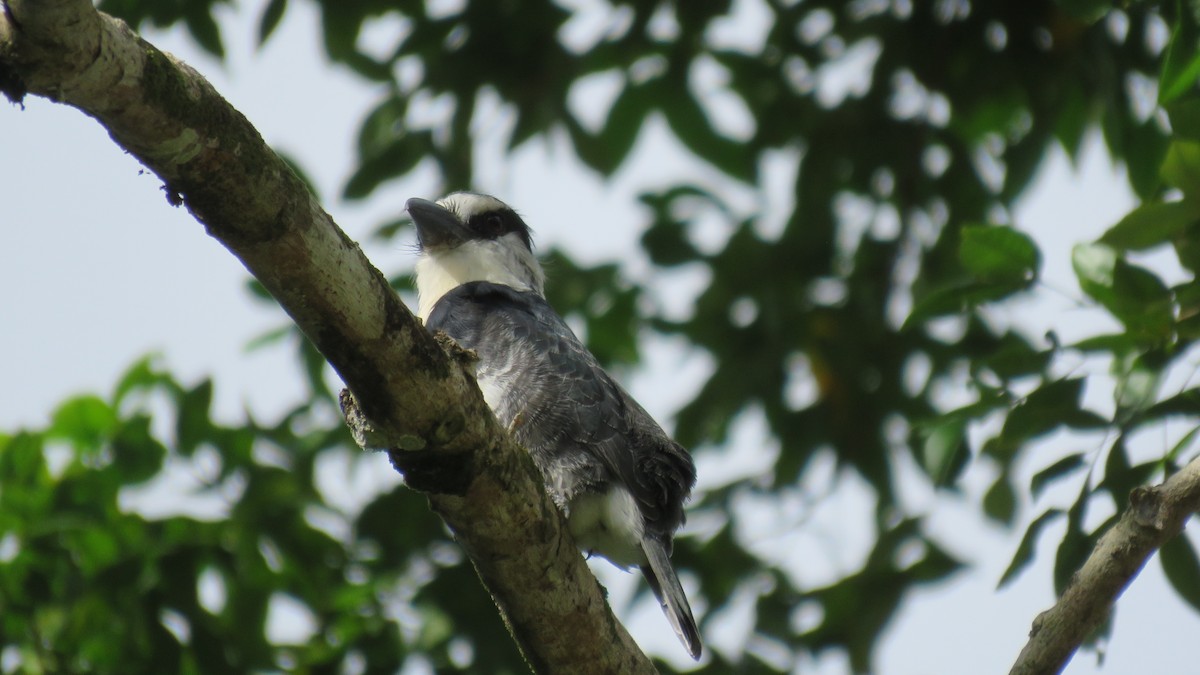 White-necked Puffbird - ML381335451