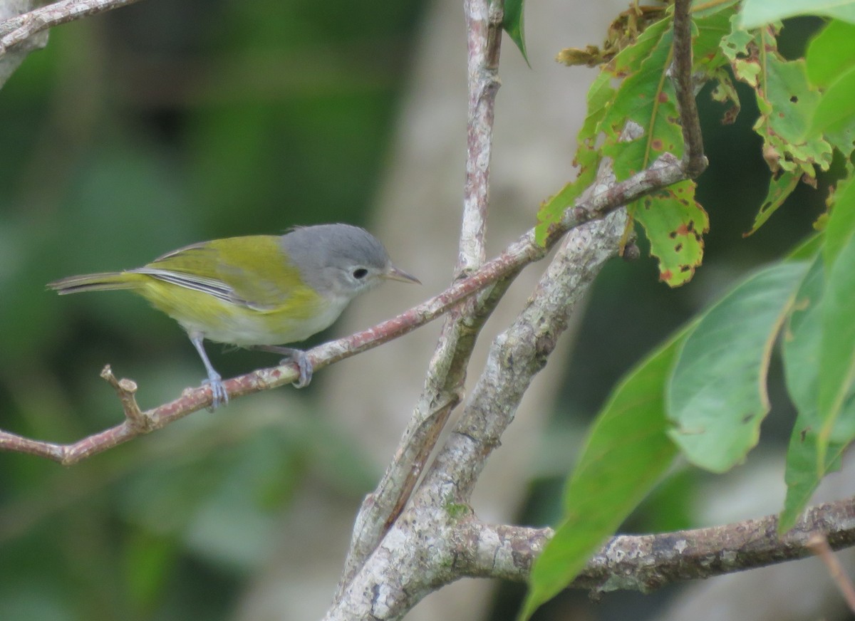 Lesser Greenlet - ML381335501