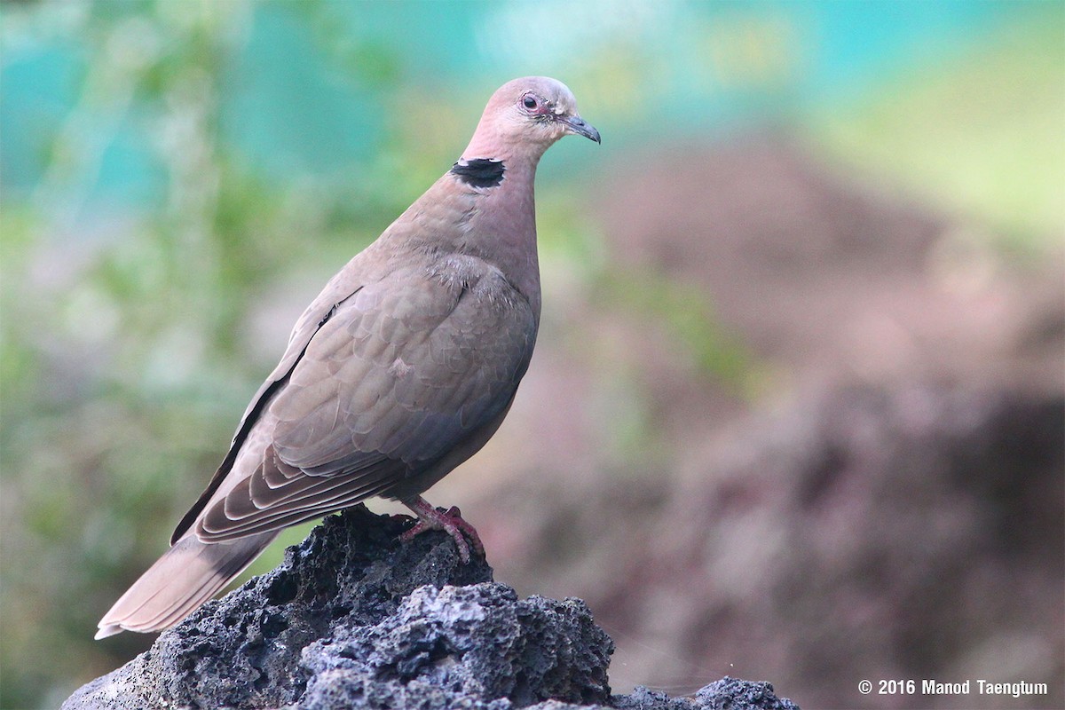 Red-eyed Dove - ML381335691