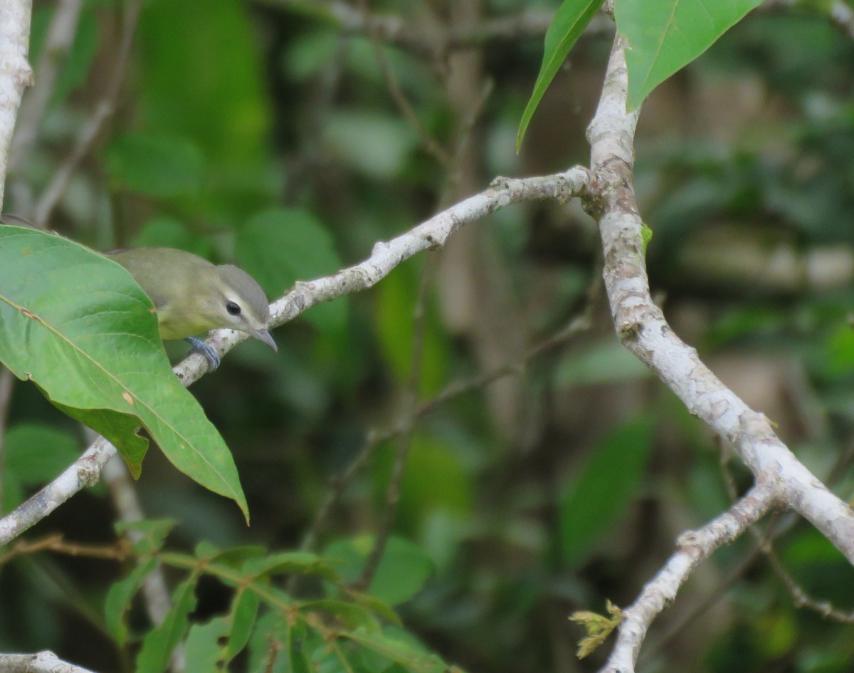 Philadelphia Vireo - ML381335891