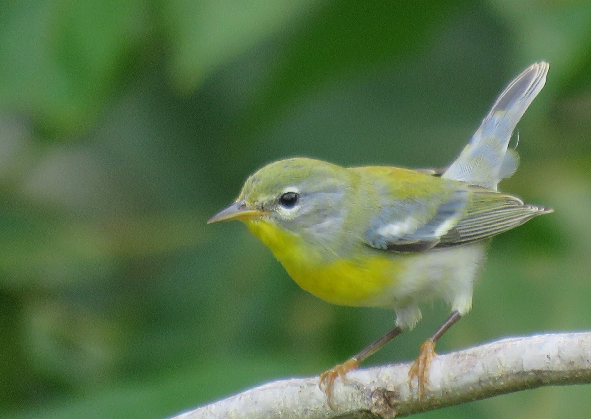 Northern Parula - ML381335951