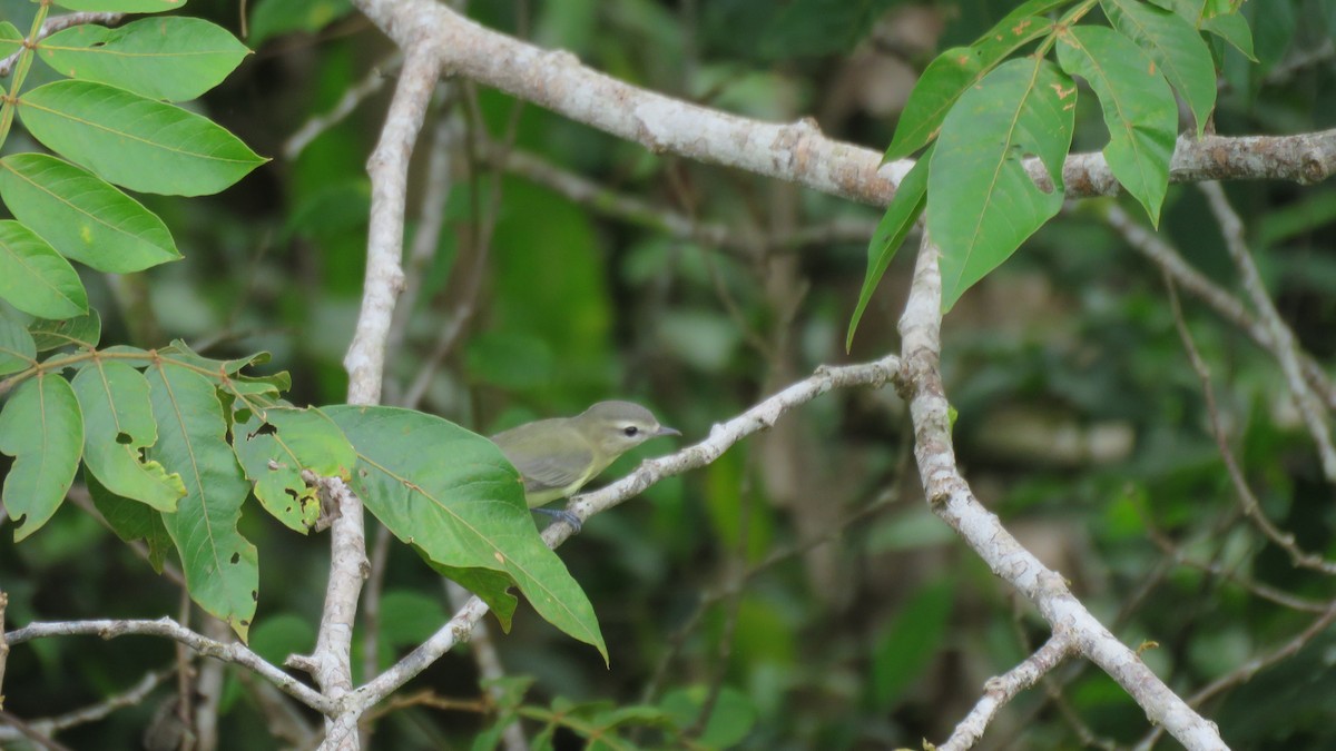 Philadelphia Vireo - ML381335981