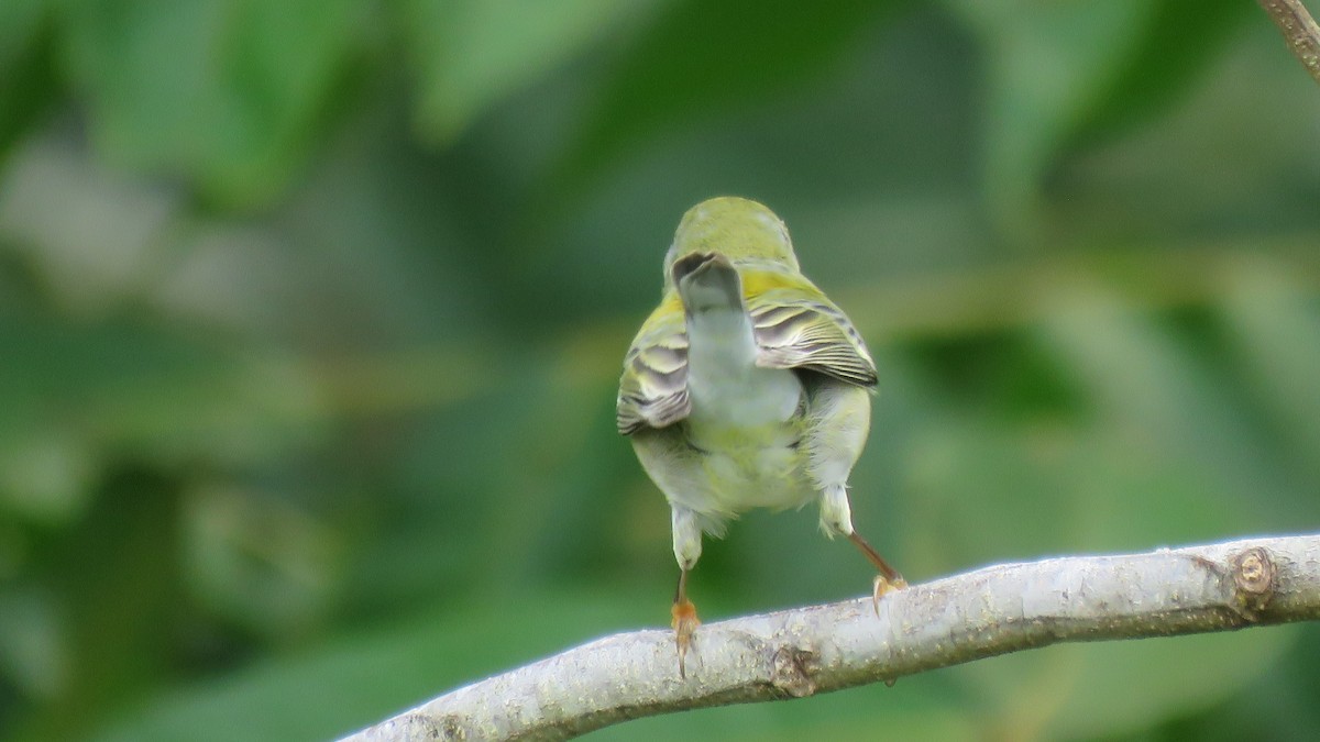 Northern Parula - ML381336041