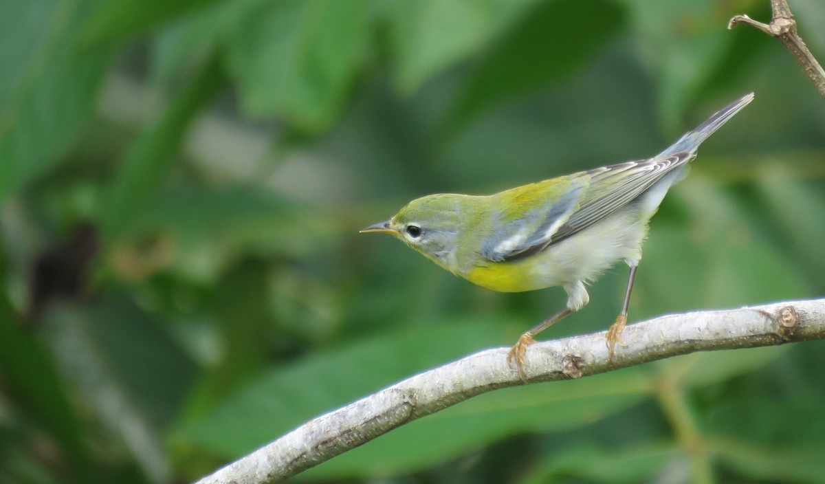 Northern Parula - ML381336131