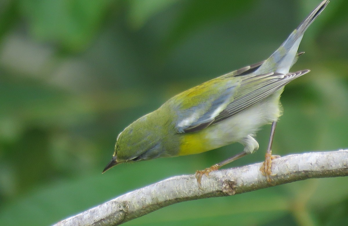 Northern Parula - ML381336201