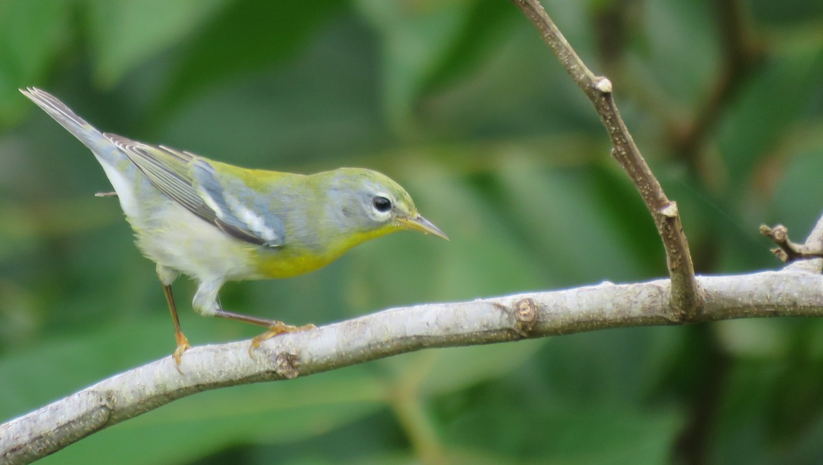 Northern Parula - ML381336271