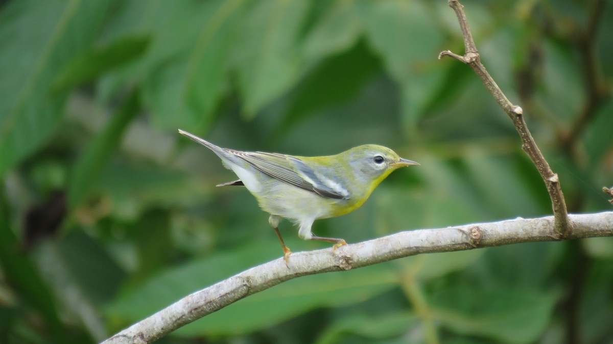 Northern Parula - Christian Ramirez