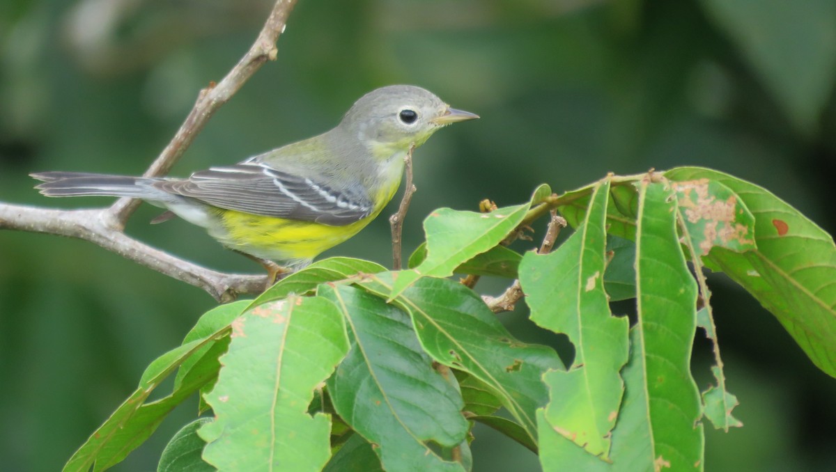 Magnolia Warbler - ML381336441