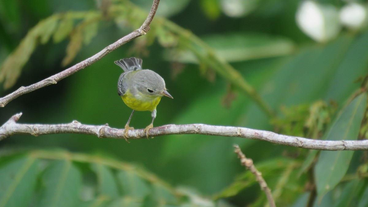 Magnolia Warbler - ML381336491