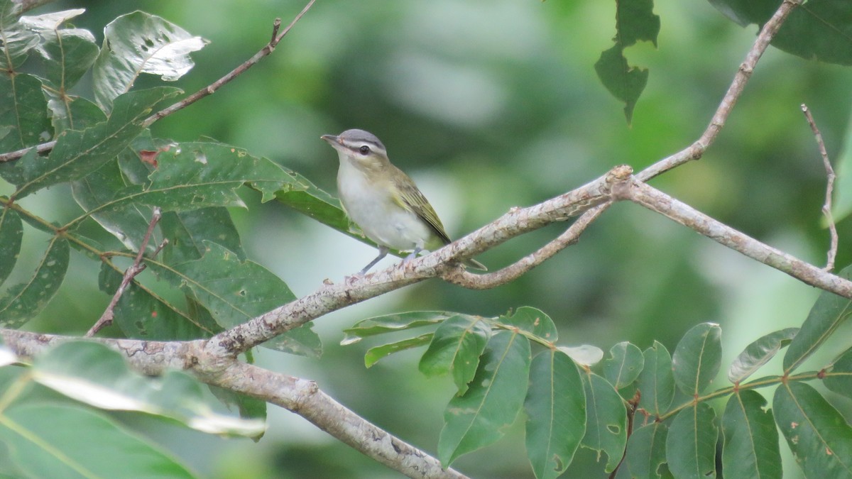 Red-eyed Vireo - ML381336581