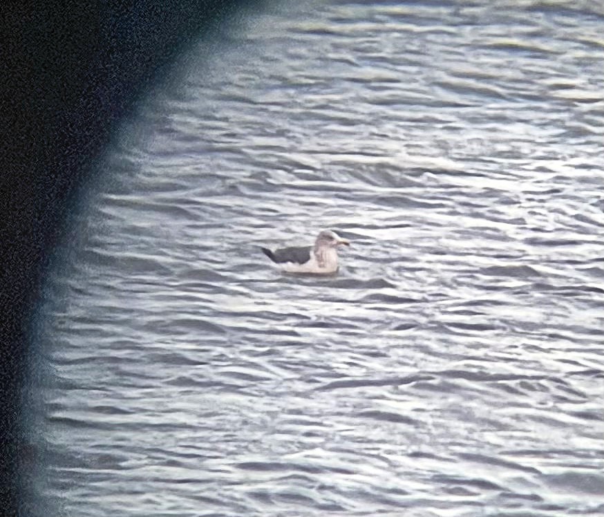 Lesser Black-backed Gull - ML381336881