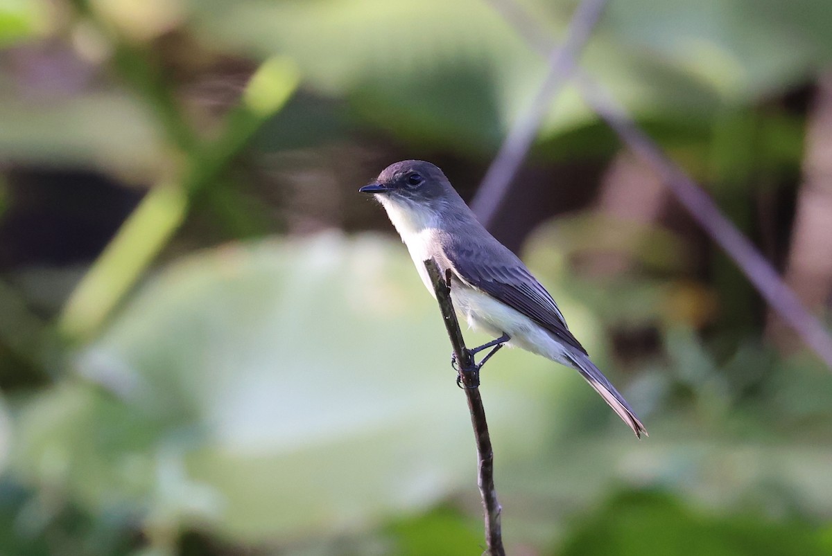 Eastern Phoebe - ML381337481