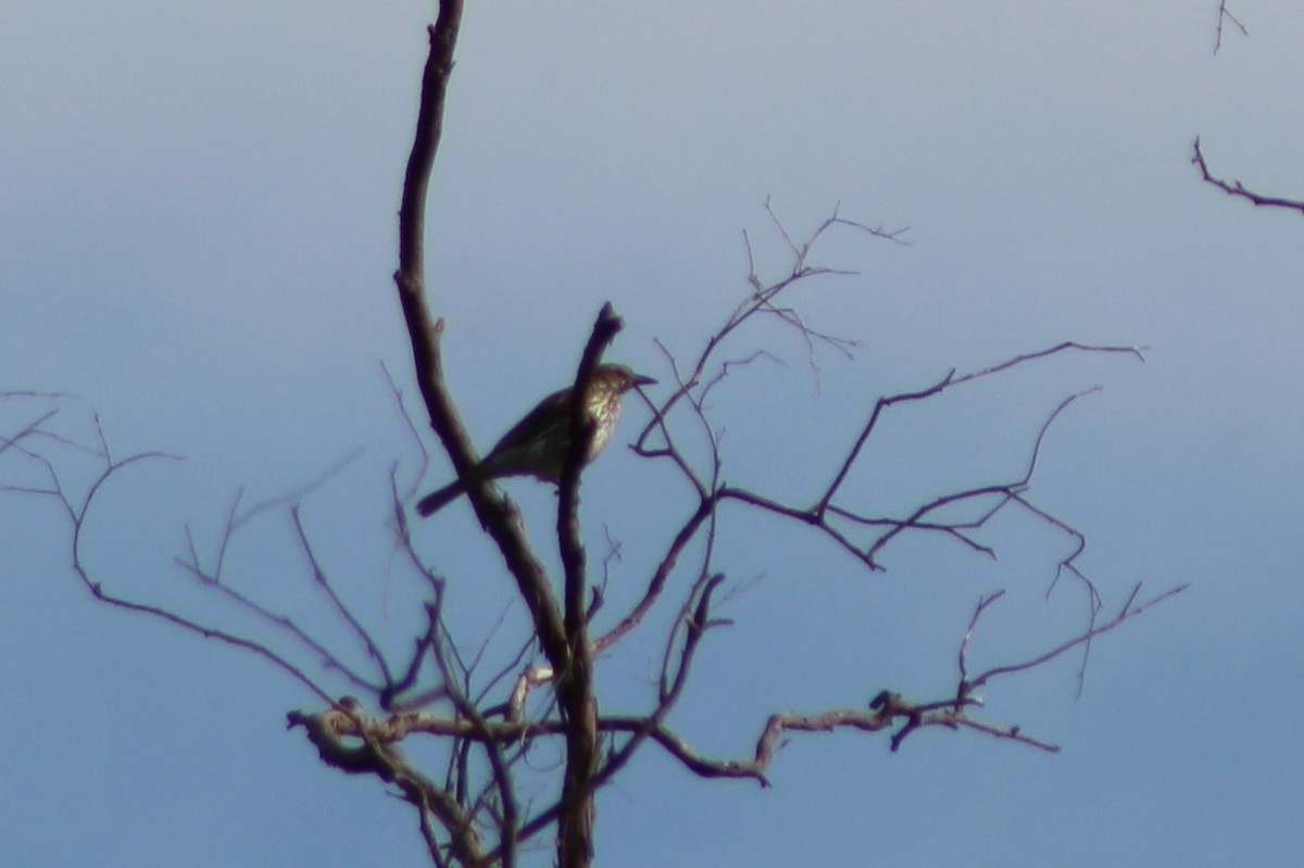 Olive-backed Oriole - ML381338631