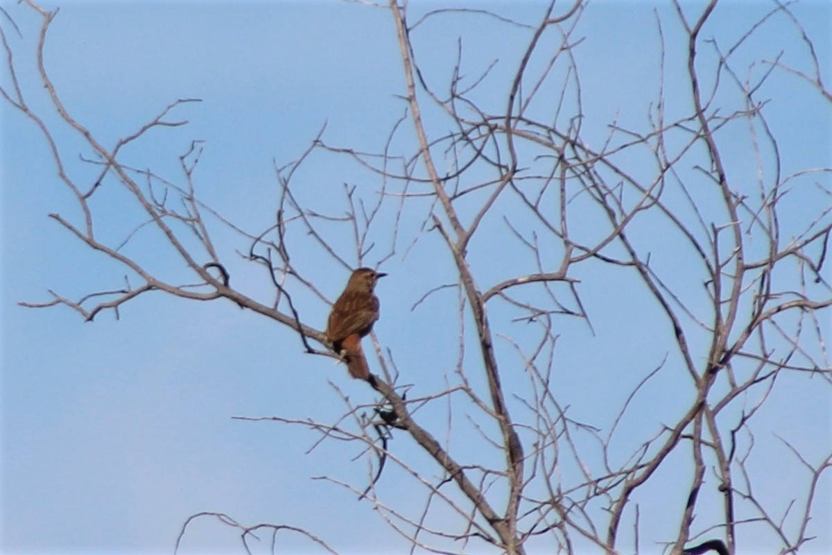 Rufous Songlark - Leonie Beaulieu