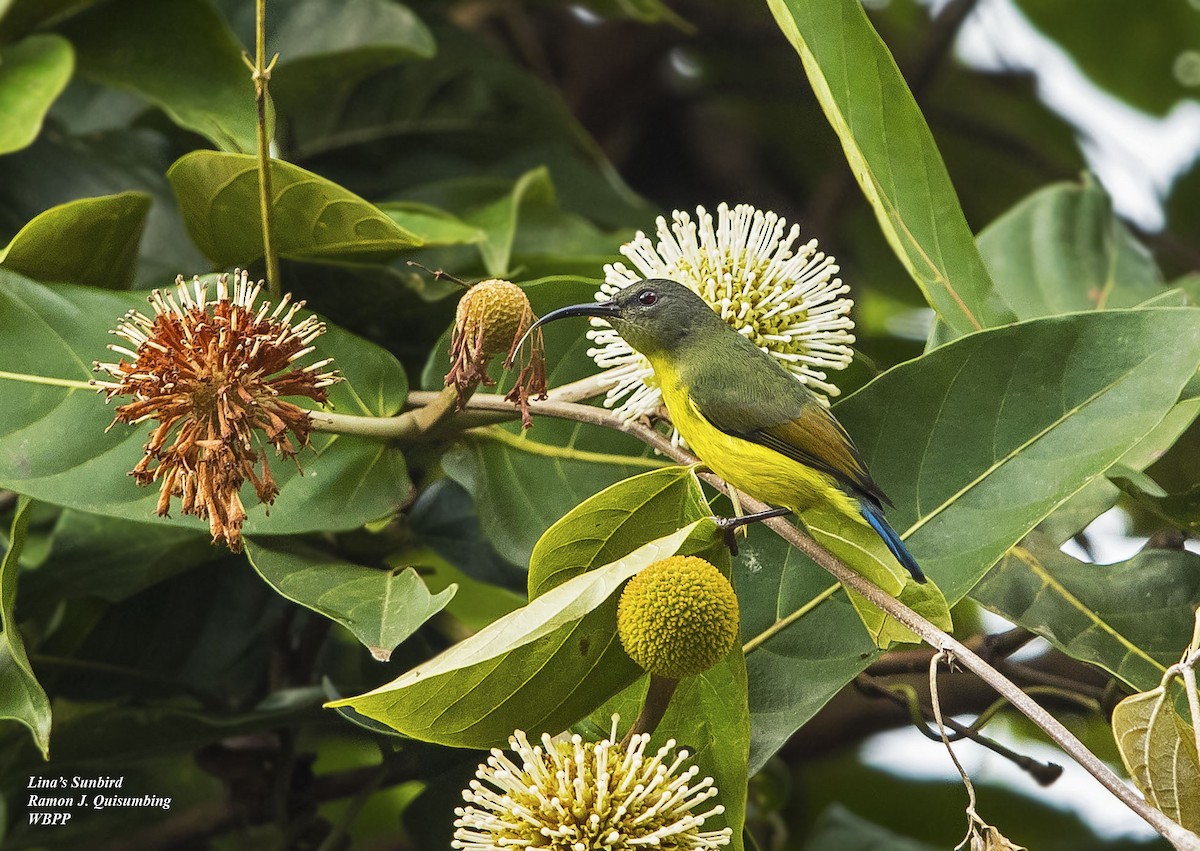 Lina's Sunbird - Ramon Quisumbing