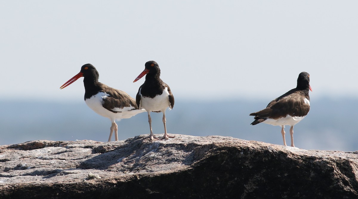 American Oystercatcher - ML381341901