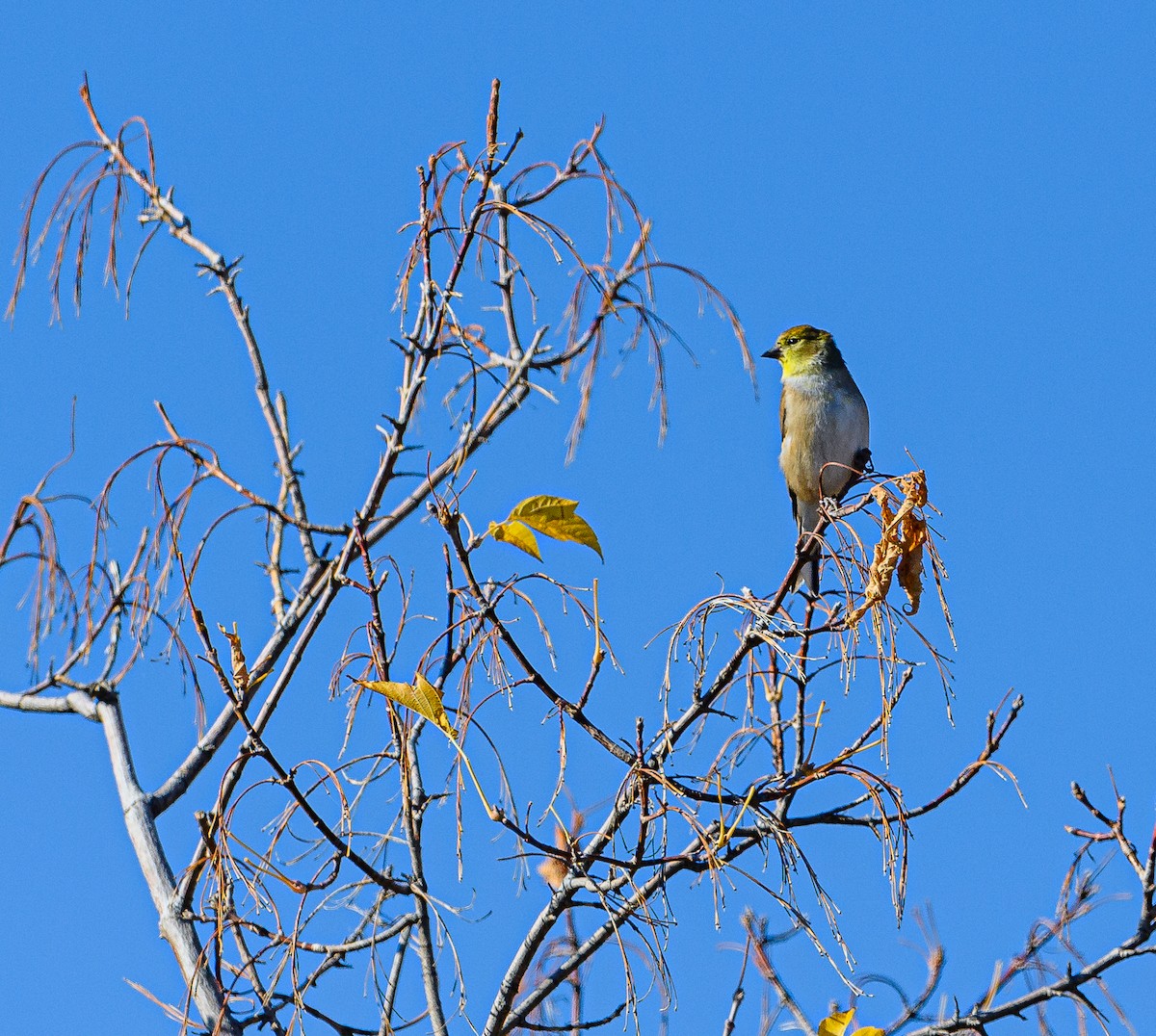 American Goldfinch - Ken Miracle