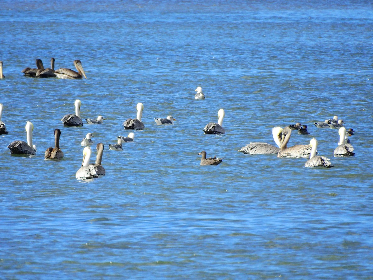 Heermann's Gull - ML381344111