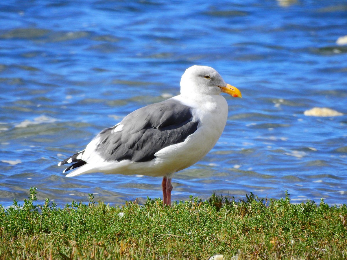 Western Gull - ML381344191