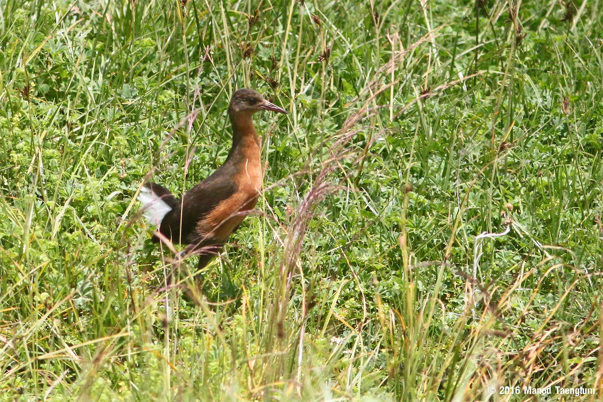 Rascón Etíope - ML381344501