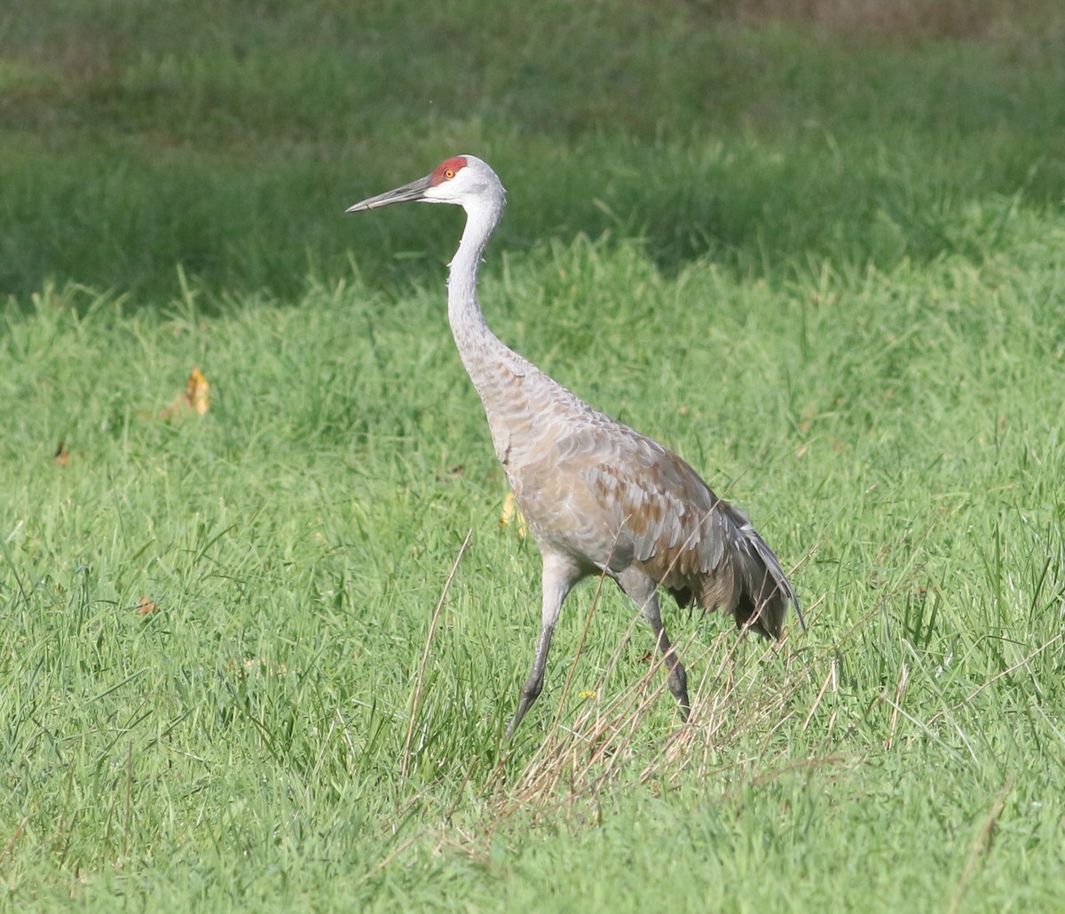 Sandhill Crane - ML381344891