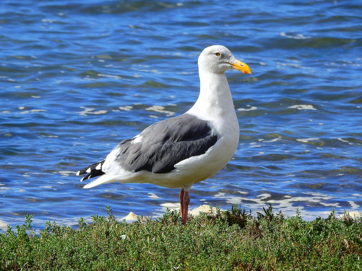 Western Gull - ML381344911