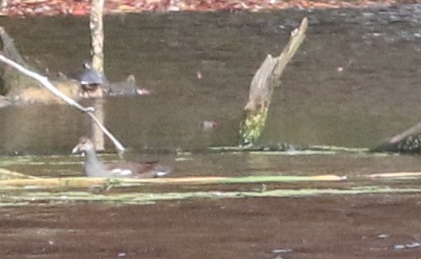 Common Gallinule - Jason Rieger