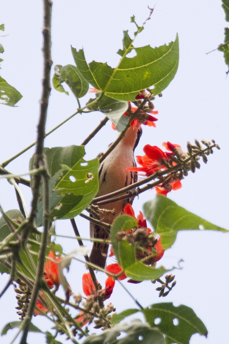 Stripe-sided Rhabdornis - ML381346171