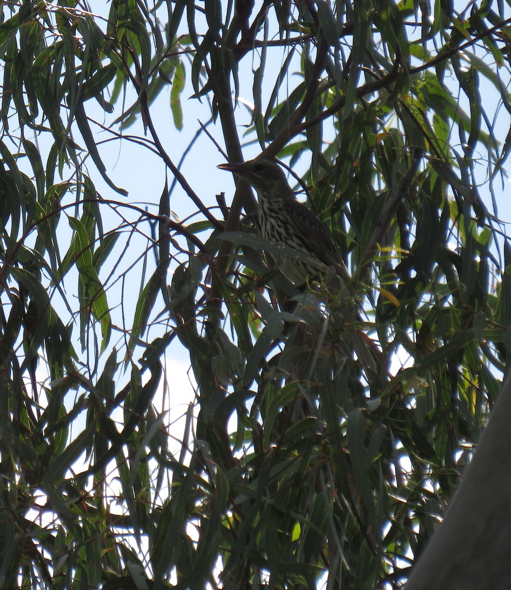 Olive-backed Oriole - ML381348591