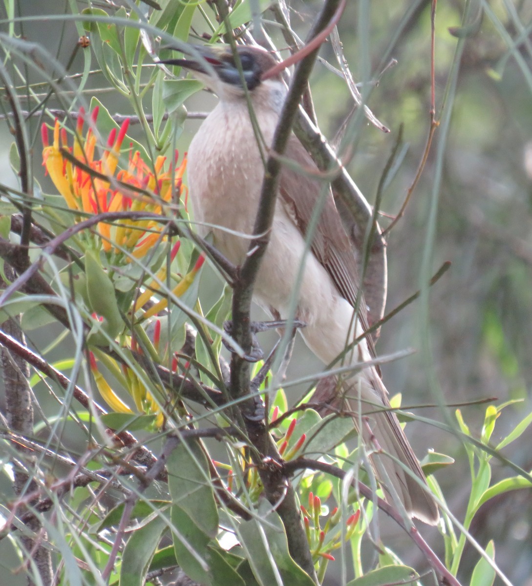 Little Friarbird - ML381348631