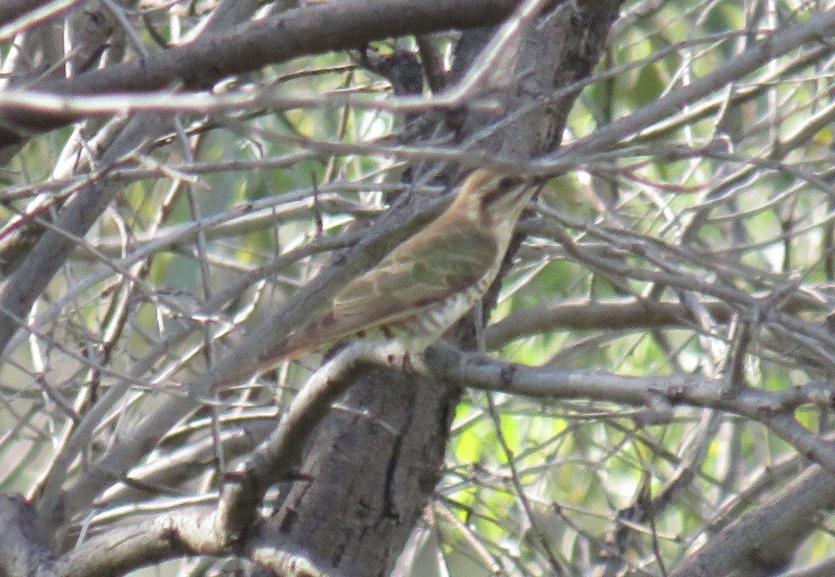 Horsfield's Bronze-Cuckoo - ML381348701