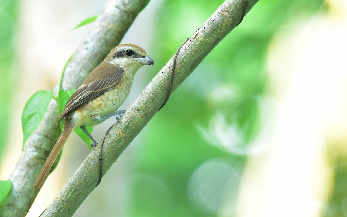 Brown Shrike - ML381349361