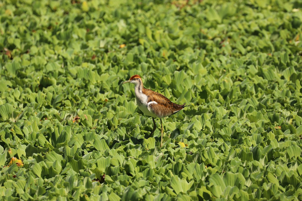 Pheasant-tailed Jacana - ML381350261