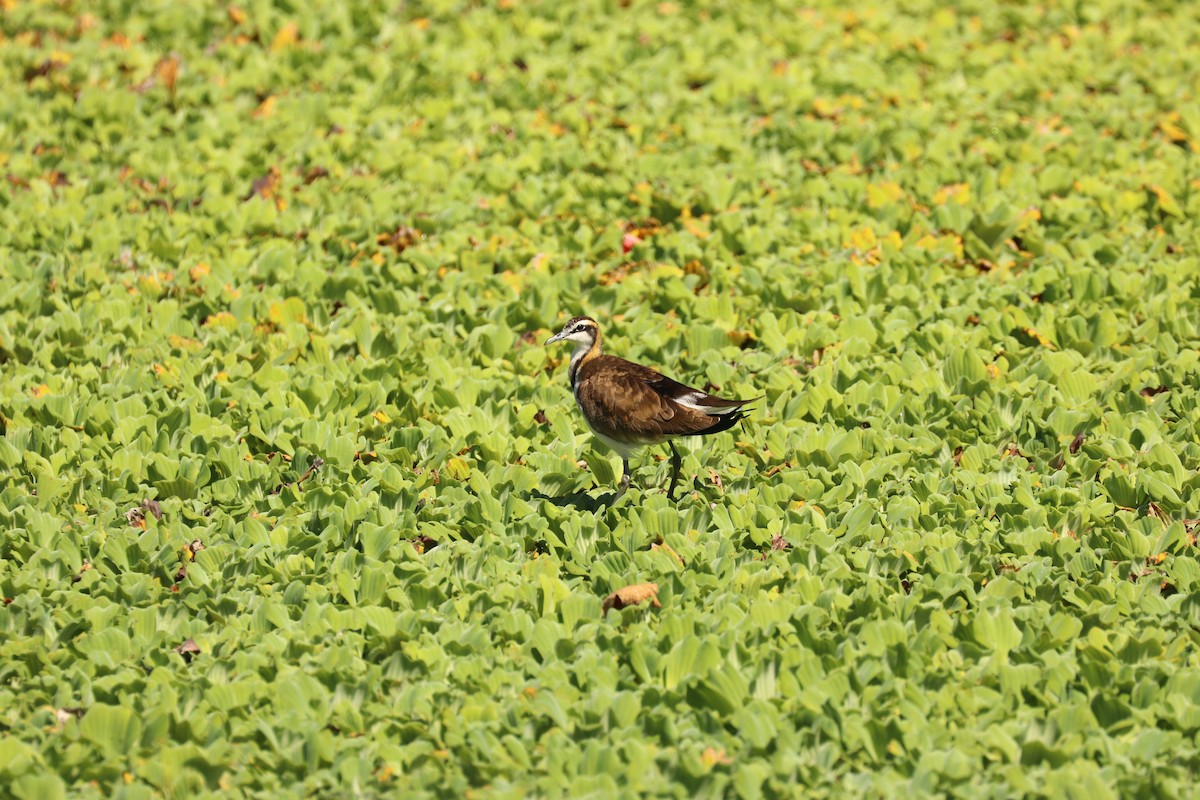 Pheasant-tailed Jacana - Chi-Hsuan Shao