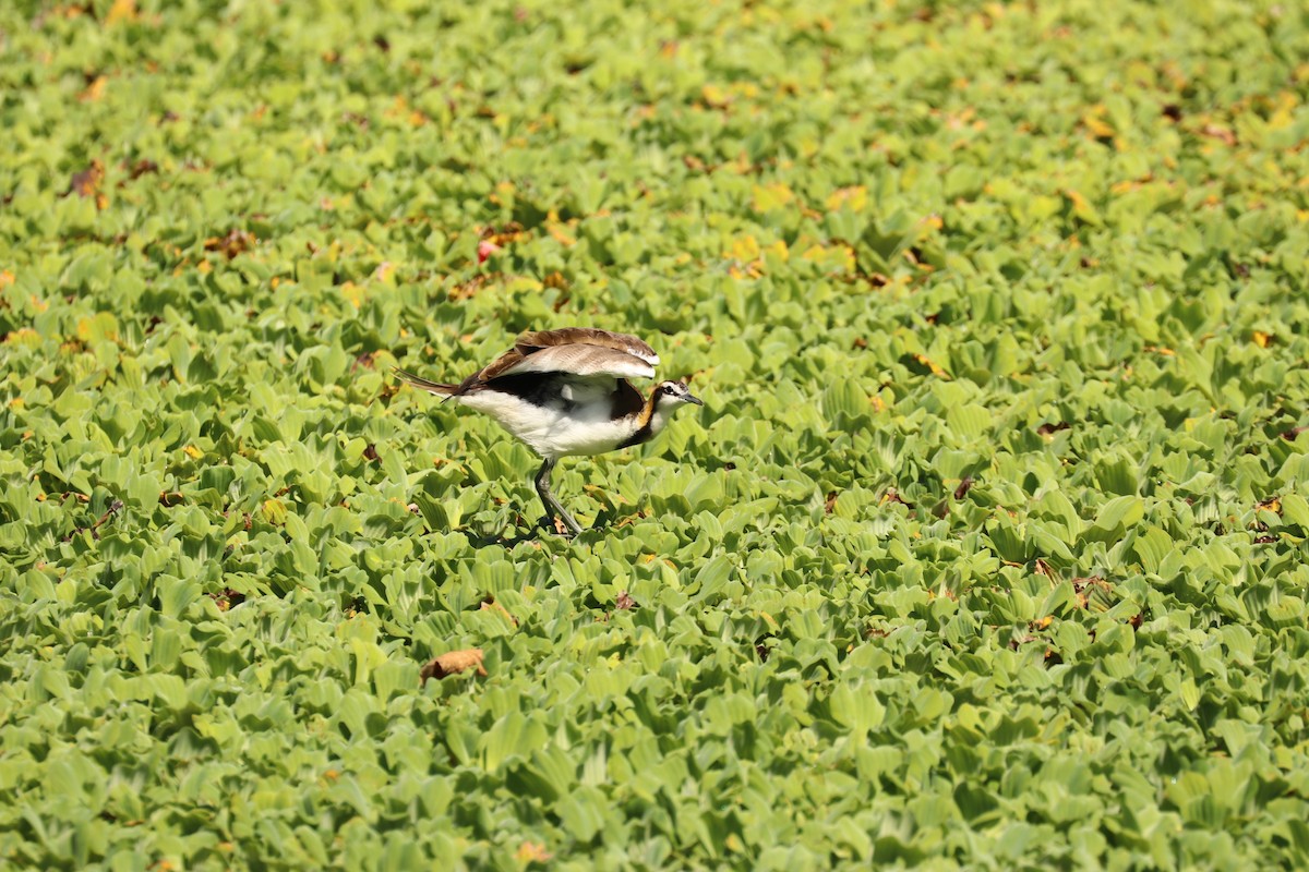 Pheasant-tailed Jacana - Chi-Hsuan Shao