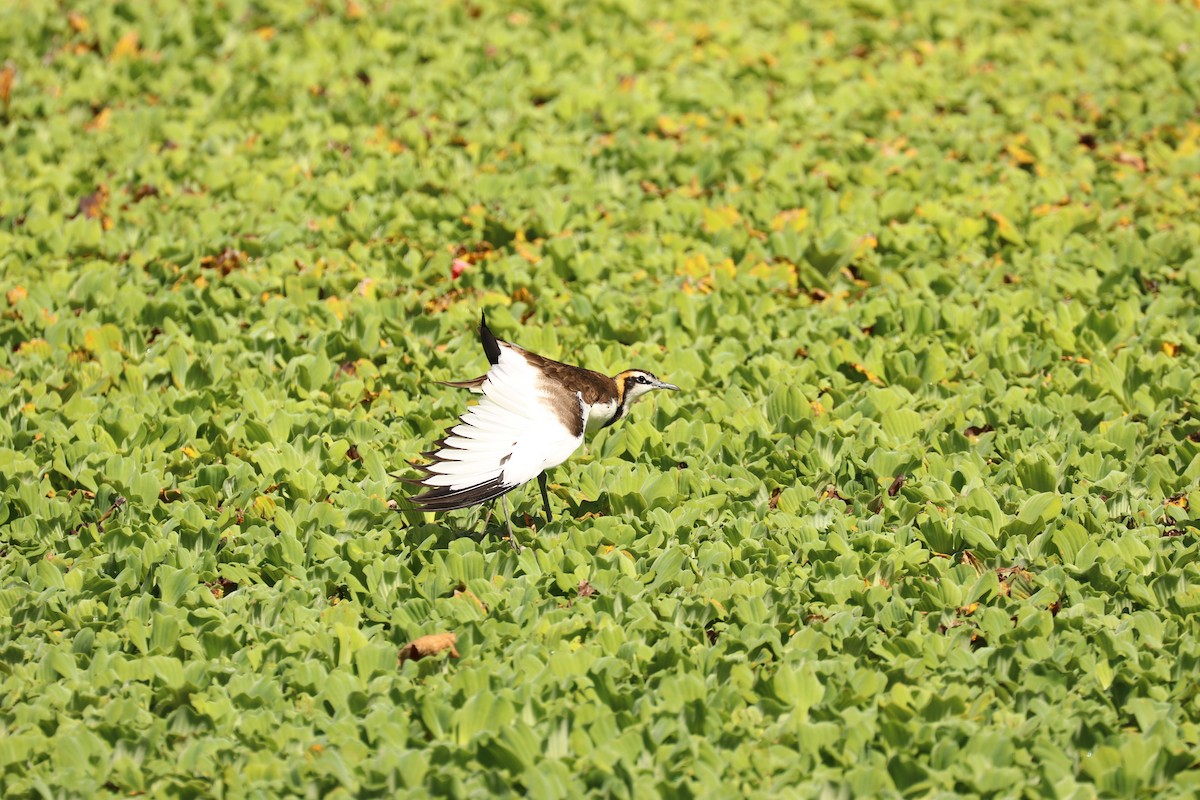 Pheasant-tailed Jacana - ML381350581