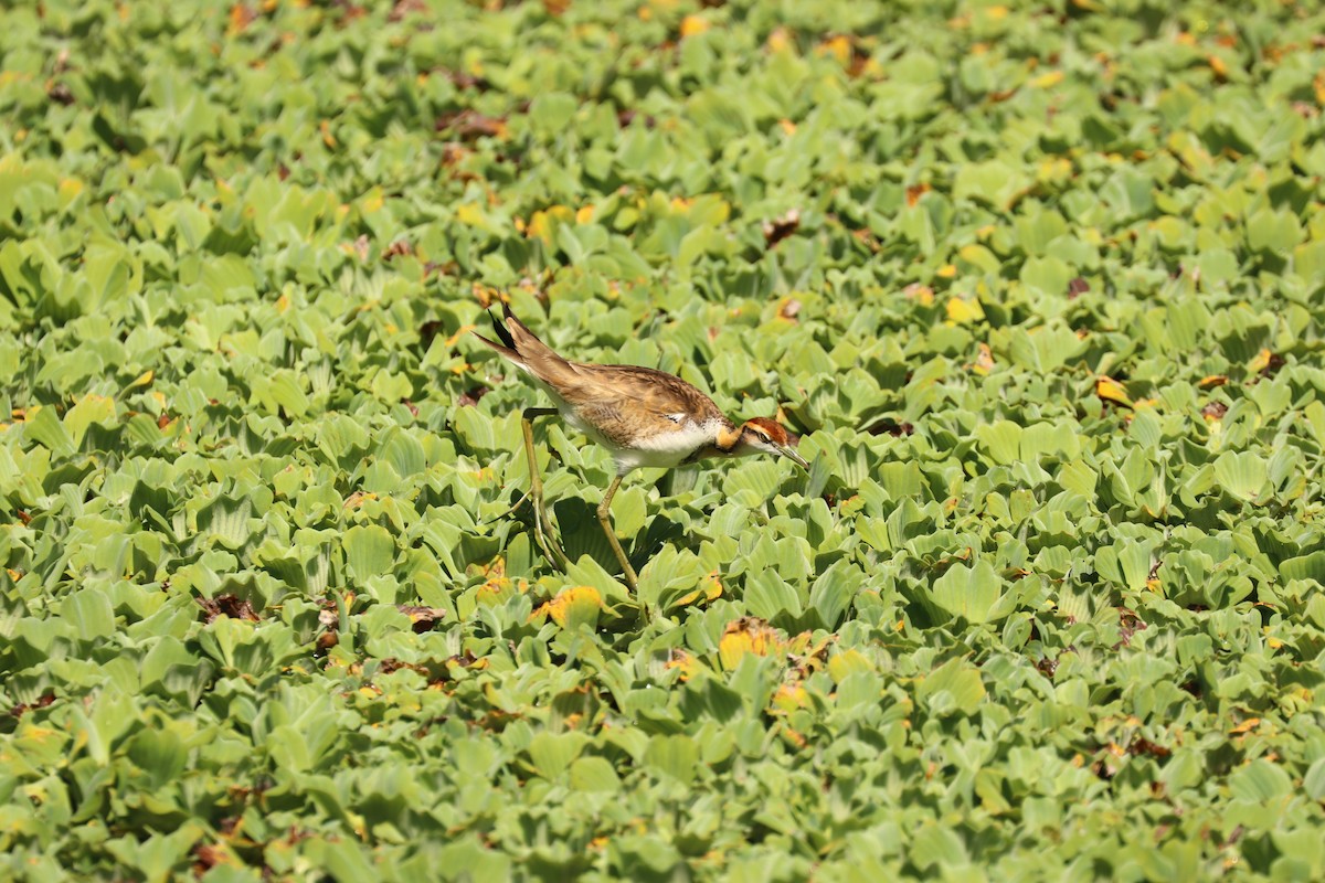 Pheasant-tailed Jacana - ML381350631